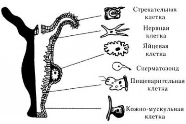 Кракен шоп даркнет