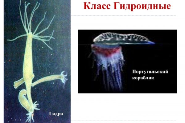 Kraken зеркало krakentor site